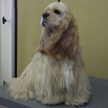 cockerspaniel