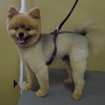 pomeranian