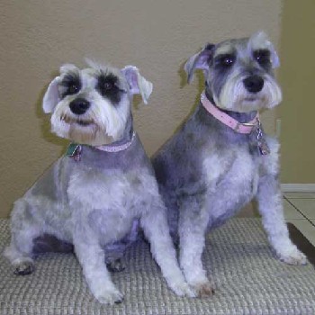 schnauzers