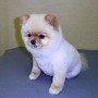 pomeranian_2