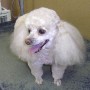 poodle_2